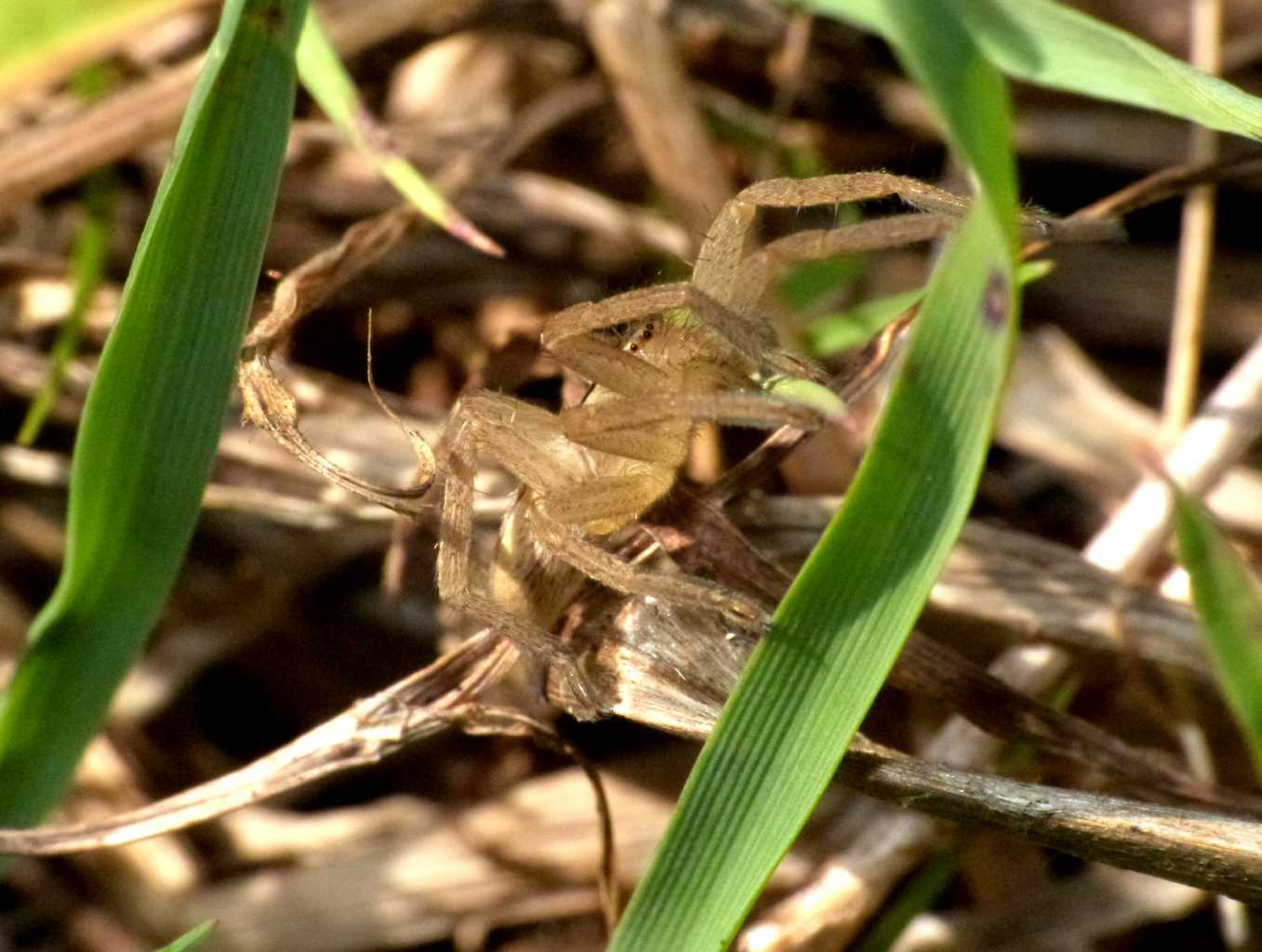 Micrommata ligurina